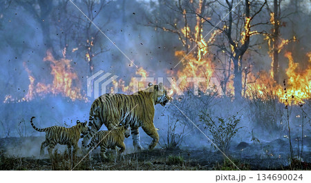 Lions Walking Through Wildfire Lions Walking Through Wildfire 134690024