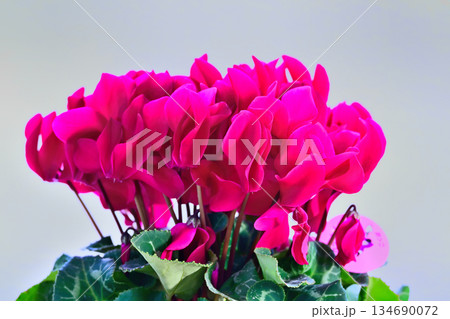 赤いシクラメンの花 134690072