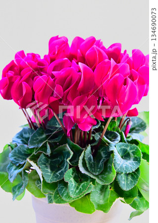 赤いシクラメンの花 赤いシクラメンの花 134690073