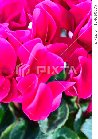 赤いシクラメンの花 赤いシクラメンの花 134690075