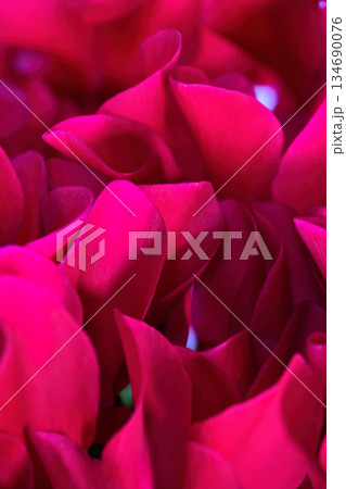 赤いシクラメンの花 赤いシクラメンの花 134690076