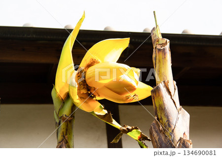 向島百花園 庭園内にある御成座敷前のバショウの花(横向き) 134690081
