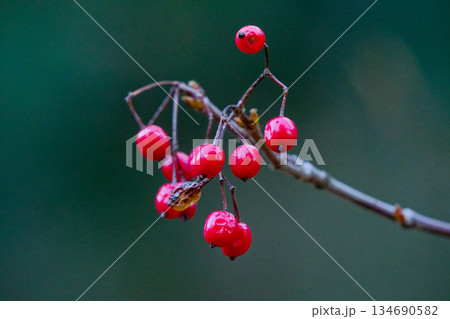 ガマズミ科ガマズミの赤い実 134690582