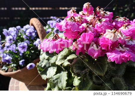 変わり咲きシクラメンとビオラの寄せ鉢 134690679