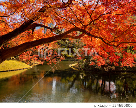 小石川後楽園の紅葉　東京都 134690806