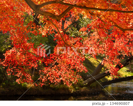 小石川後楽園の紅葉 東京都 小石川後楽園の紅葉 東京都 134690807
