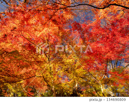 小石川後楽園の紅葉　東京都 134690809