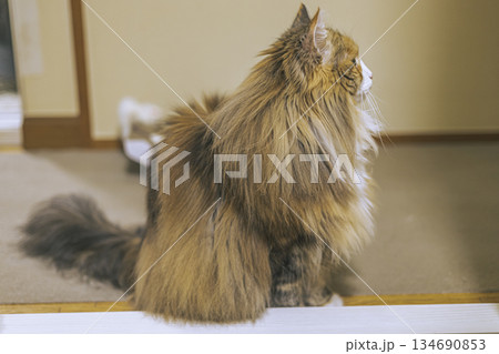 横顔を向くノルウェージャンフォレストキャット 横顔を向くノルウェージャンフォレストキャット 134690853