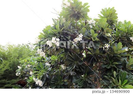 タイ アユタヤ ワット・チャイ・ワッタナーラーム タイ アユタヤ ワット・チャイ・ワッタナーラーム 134690900