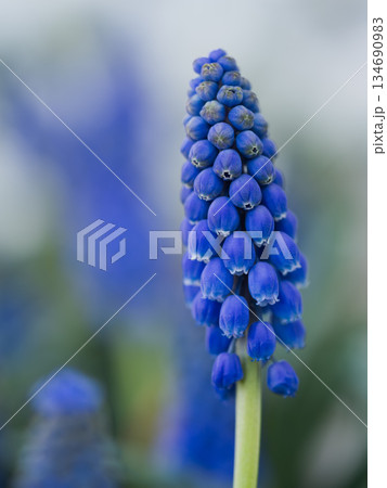 青く連なるムスカリのつぼみ 134690983