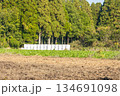 農地に並ぶ牧草ロールと森林のある風景 134691098
