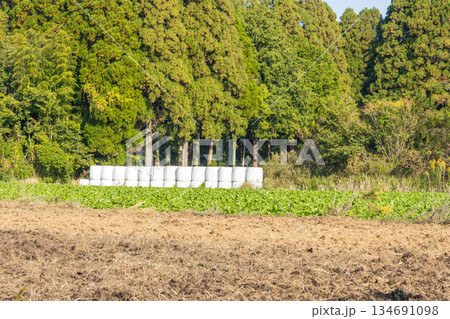 農地に並ぶ牧草ロールと森林のある風景 農地に並ぶ牧草ロールと森林のある風景 134691098