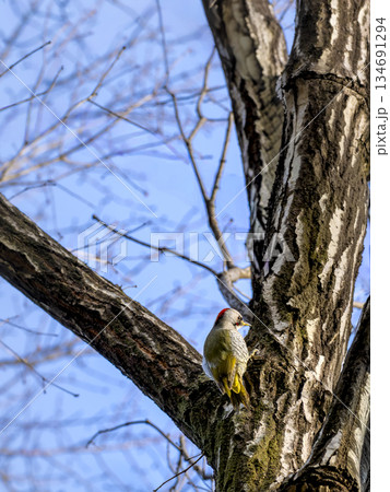 冬の朝 落葉広葉樹の巨木とアオゲラ(キツツキ、啄木鳥)高精細 冬の朝 落葉広葉樹の巨木とアオゲラ(キツツキ、啄木鳥)高精細 134691294