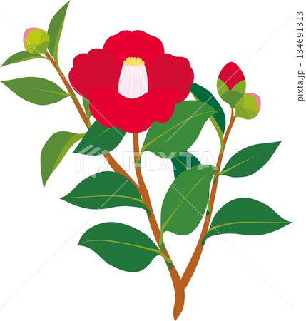 赤い椿の花のイラスト　正月や年賀状、和柄のデザインパーツ　イラスト素材 134691313