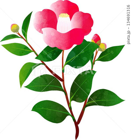 赤い椿の花のイラスト　正月や年賀状、和柄のデザインパーツ　イラスト素材 134691316