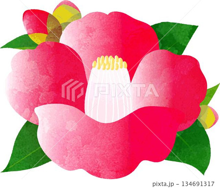 赤い椿の花のイラスト　正月や年賀状、和柄のデザインパーツ　イラスト素材 134691317