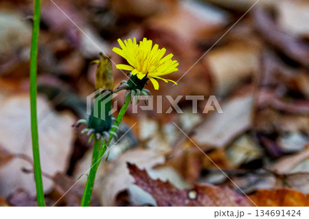 キク科 セイヨウタンポポの花 キク科 セイヨウタンポポの花 134691424