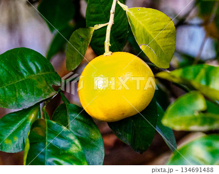 ナツミカンの果実 134691488