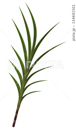 サトウキビ 134691501