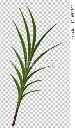 サトウキビ 134691501