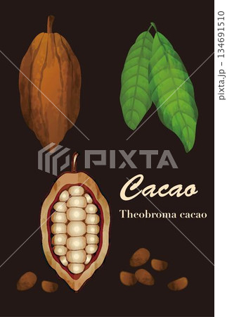チョコレートの原料、カカオのイラストセット。カカオの実と断面、葉、カカオ豆のベクター素材 134691510