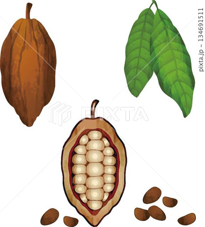 チョコレートの原料、カカオのイラストセット。カカオの実と断面、葉、カカオ豆のベクター素材 134691511