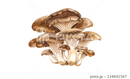 きのこの株、一株丸ごとの水彩画イラスト 134691567