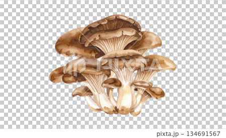 きのこの株、一株丸ごとの水彩画イラスト 134691567