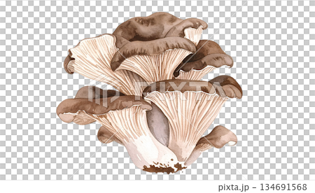 Watercolor illustration of a whole mushroom stalk 134691568