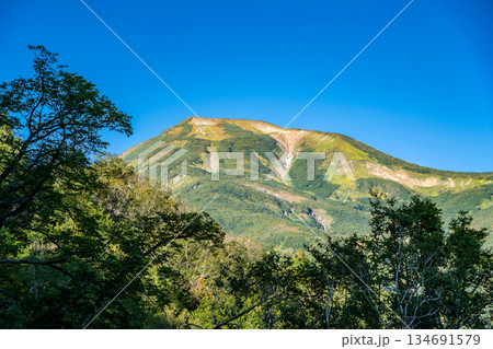 蓮華の森から見る雪倉岳(白馬大池への登山道)蓮華温泉~北アルプス白馬岳縦走登山 蓮華の森から見る雪倉岳(白馬大池への登山道)蓮華温泉~北アルプス白馬岳縦走登山 134691579