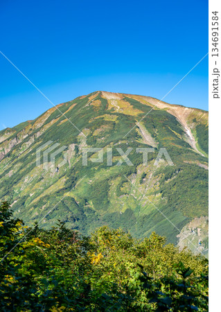 蓮華の森から見る雪倉岳(白馬大池への登山道)蓮華温泉~北アルプス白馬岳縦走登山 蓮華の森から見る雪倉岳(白馬大池への登山道)蓮華温泉~北アルプス白馬岳縦走登山 134691584
