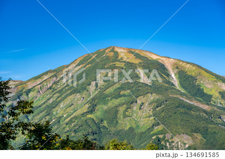 蓮華の森から見る雪倉岳(白馬大池への登山道)蓮華温泉~北アルプス白馬岳縦走登山 蓮華の森から見る雪倉岳(白馬大池への登山道)蓮華温泉~北アルプス白馬岳縦走登山 134691585