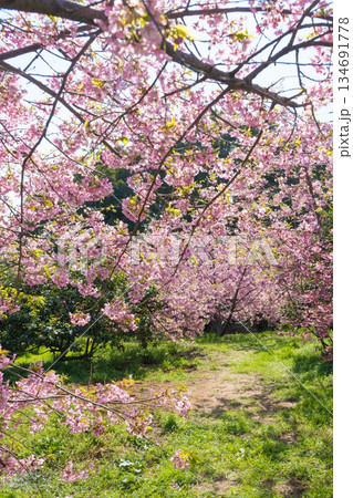 静豊園の河津桜(福岡県豊前市) 静豊園の河津桜(福岡県豊前市) 134691778