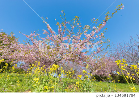 静豊園の河津桜（福岡県豊前市） 134691784