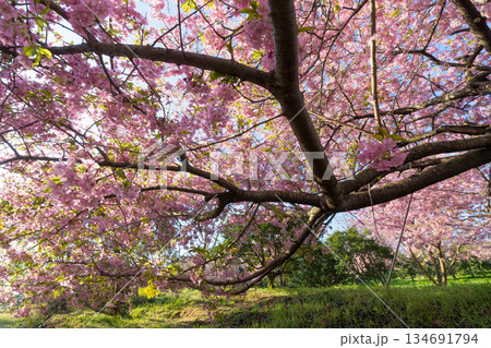 静豊園の河津桜(福岡県豊前市) 静豊園の河津桜(福岡県豊前市) 134691794