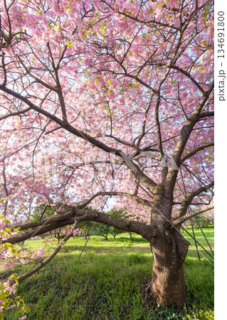静豊園の河津桜（福岡県豊前市） 134691800