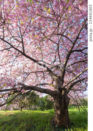 静豊園の河津桜(福岡県豊前市) 静豊園の河津桜(福岡県豊前市) 134691803
