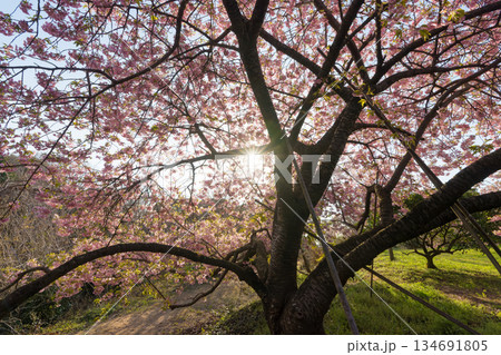 静豊園の河津桜(福岡県豊前市) 静豊園の河津桜(福岡県豊前市) 134691805