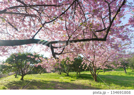 静豊園の河津桜(福岡県豊前市) 静豊園の河津桜(福岡県豊前市) 134691808