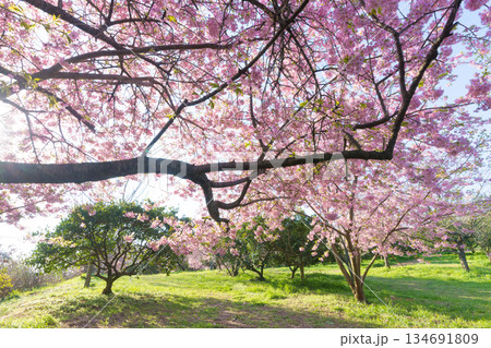 静豊園の河津桜（福岡県豊前市） 134691809