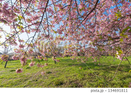 静豊園の河津桜（福岡県豊前市） 134691811