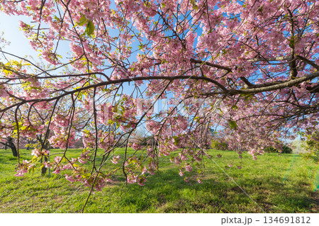 静豊園の河津桜（福岡県豊前市） 134691812