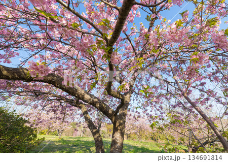 静豊園の河津桜（福岡県豊前市） 134691814