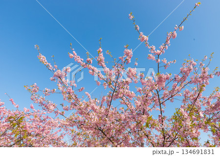 静豊園の河津桜（福岡県豊前市） 134691831