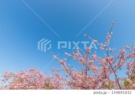 静豊園の河津桜（福岡県豊前市） 134691832