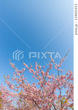 静豊園の河津桜（福岡県豊前市） 134691833