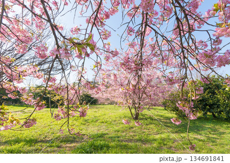 静豊園の河津桜(福岡県豊前市) 静豊園の河津桜(福岡県豊前市) 134691841