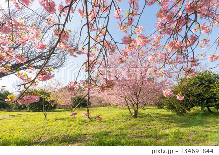 静豊園の河津桜(福岡県豊前市) 静豊園の河津桜(福岡県豊前市) 134691844