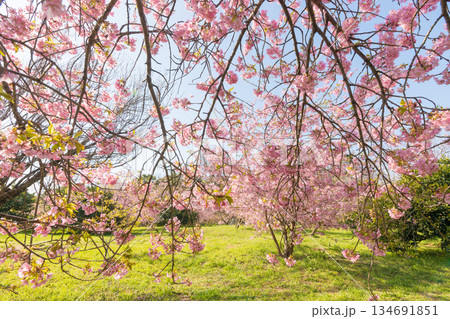 静豊園の河津桜(福岡県豊前市) 静豊園の河津桜(福岡県豊前市) 134691851