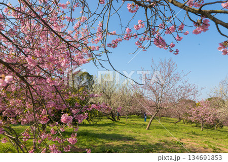 静豊園の河津桜(福岡県豊前市) 静豊園の河津桜(福岡県豊前市) 134691853